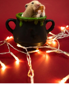 Picture for category Exotics